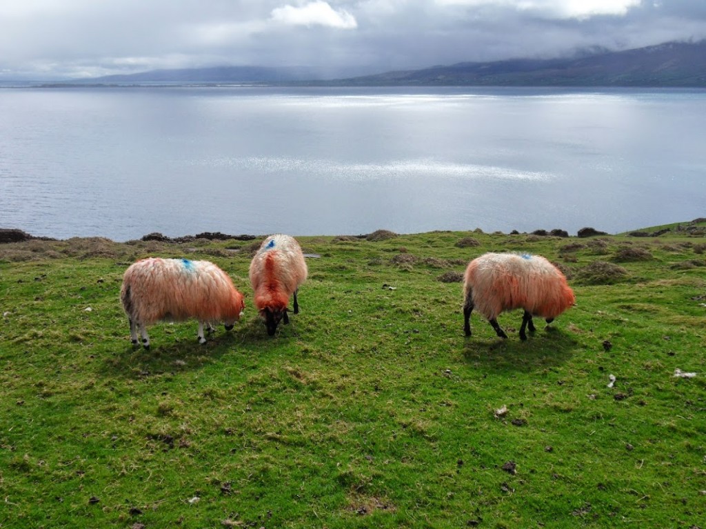 Irland 419
