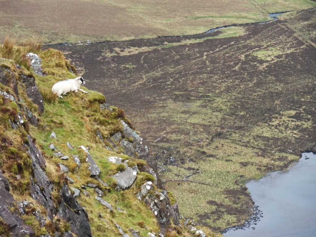 Irland 437